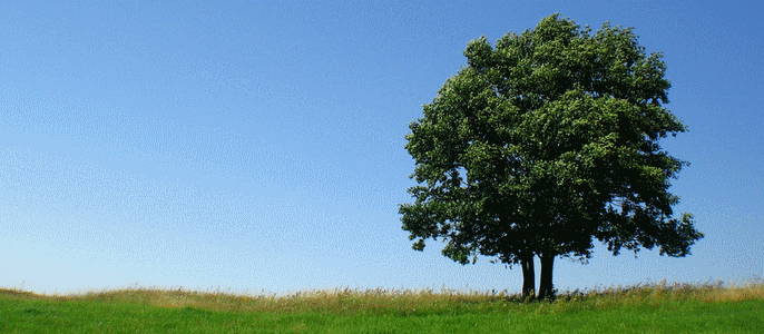 tvorba web stranok